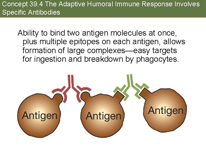 Concept 39. 4 The Adaptive Humoral Immune Response Involves Specific Antibodies Ability to bind