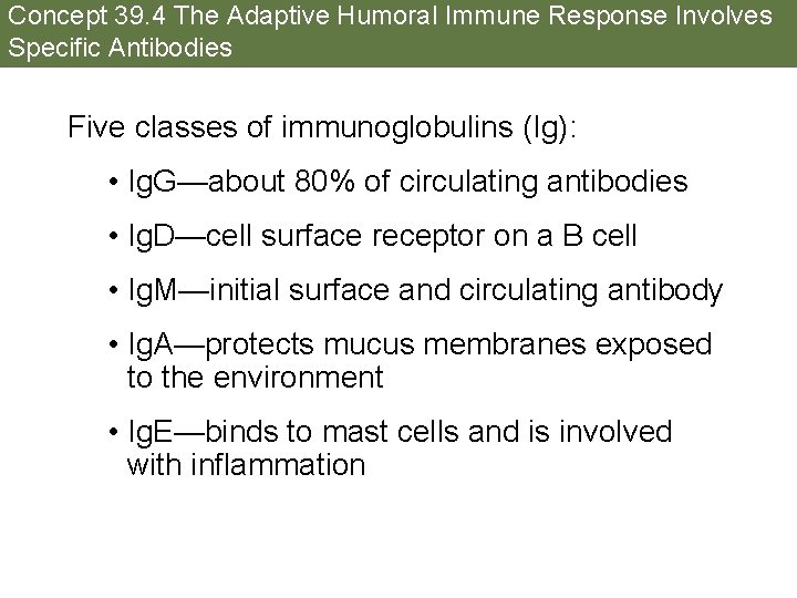 Concept 39. 4 The Adaptive Humoral Immune Response Involves Specific Antibodies Five classes of