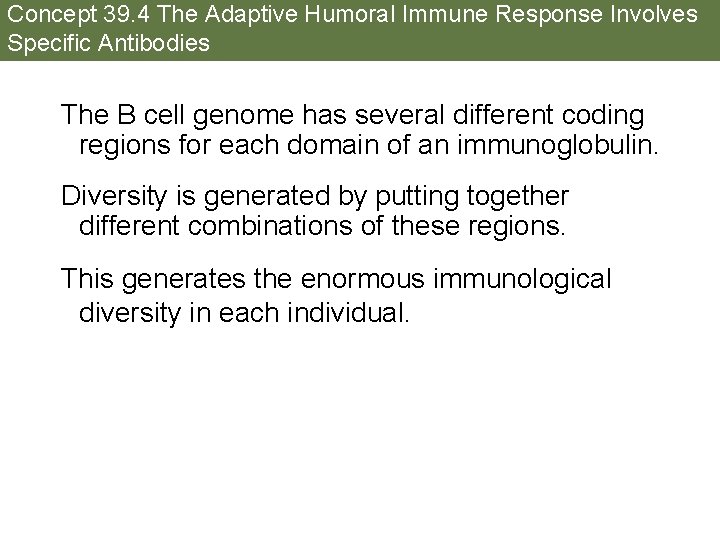 Concept 39. 4 The Adaptive Humoral Immune Response Involves Specific Antibodies The B cell