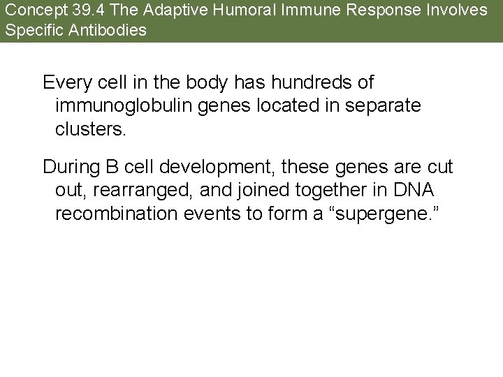 Concept 39. 4 The Adaptive Humoral Immune Response Involves Specific Antibodies Every cell in