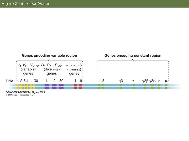 Figure 39. 9 Super Genes 