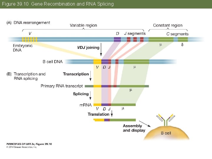 Figure 39. 10 Gene Recombination and RNA Splicing 