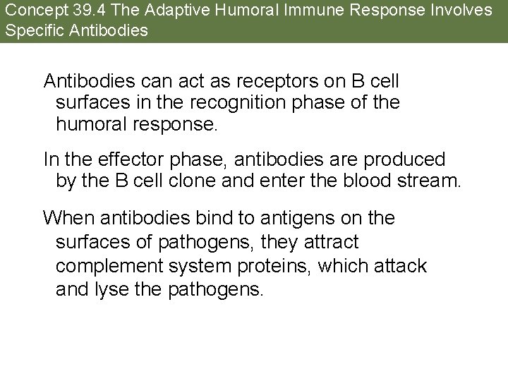 Concept 39. 4 The Adaptive Humoral Immune Response Involves Specific Antibodies can act as