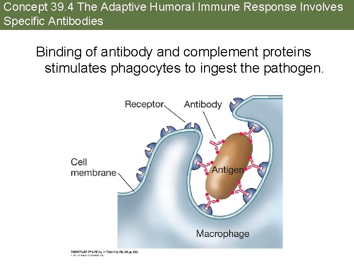 Concept 39. 4 The Adaptive Humoral Immune Response Involves Specific Antibodies Binding of antibody