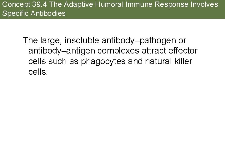 Concept 39. 4 The Adaptive Humoral Immune Response Involves Specific Antibodies The large, insoluble