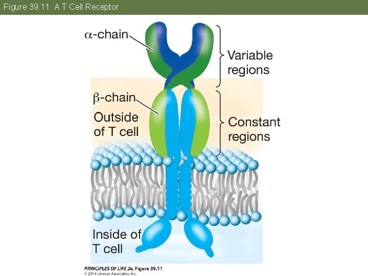 Figure 39. 11 A T Cell Receptor 