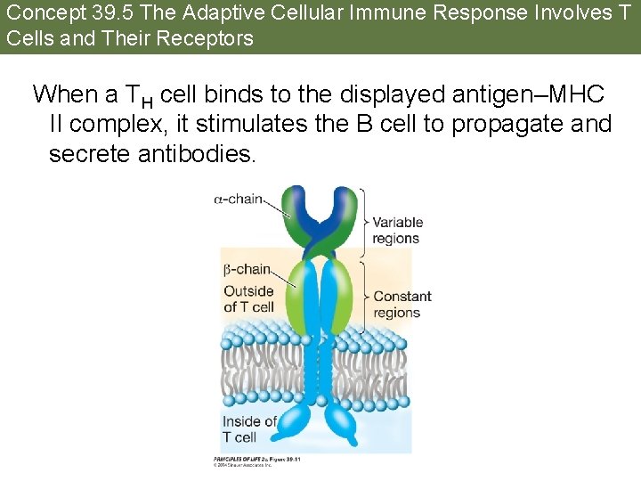 Concept 39. 5 The Adaptive Cellular Immune Response Involves T Cells and Their Receptors