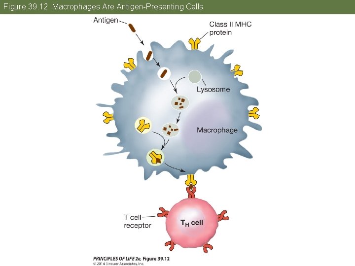 Figure 39. 12 Macrophages Are Antigen-Presenting Cells 