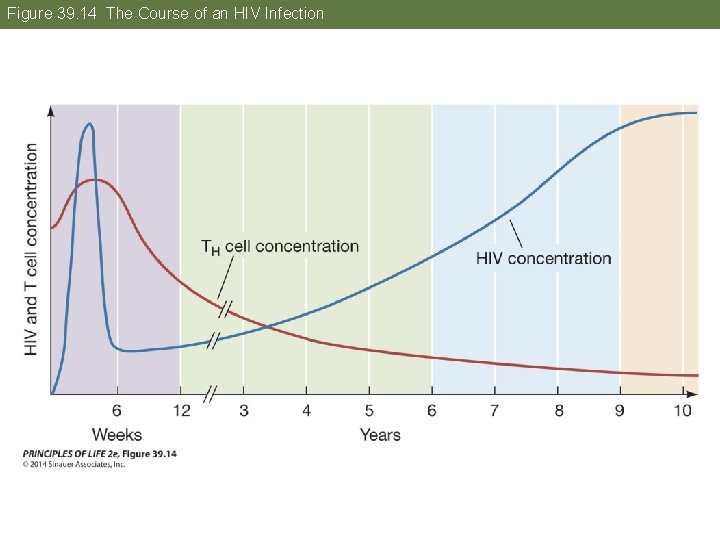 Figure 39. 14 The Course of an HIV Infection 