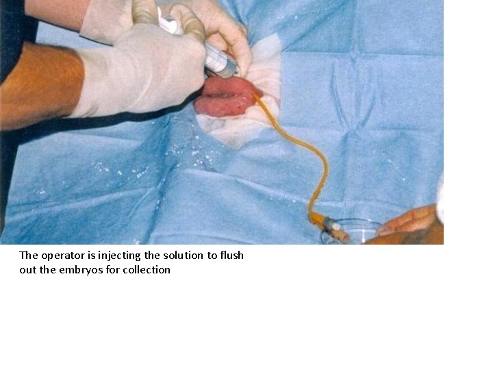 The operator is injecting the solution to flush out the embryos for collection The operator is injecting the solution to flush out the embryos for collection