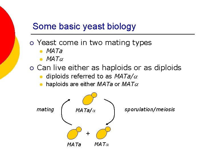 Some basic yeast biology ¡ Yeast come in two mating types l l ¡