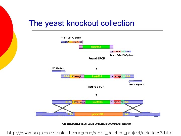 The yeast knockout collection http: //www-sequence. stanford. edu/group/yeast_deletion_project/deletions 3. html 