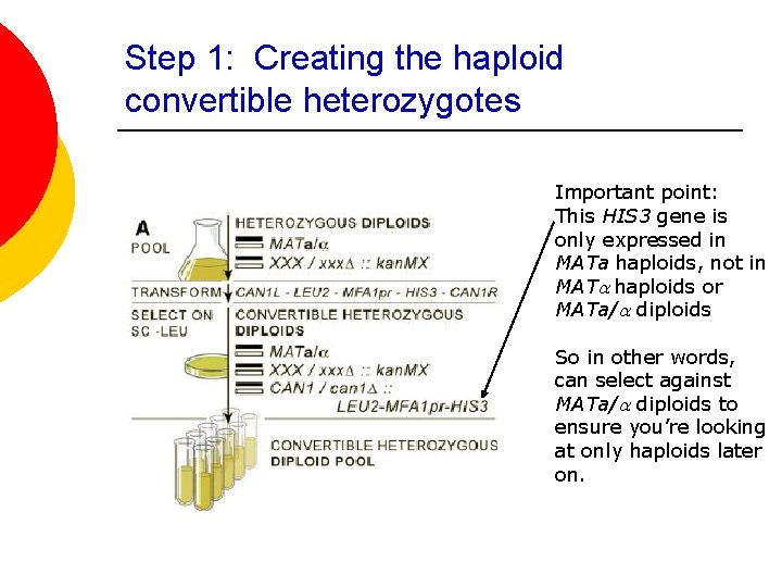 Step 1: Creating the haploid convertible heterozygotes Important point: This HIS 3 gene is