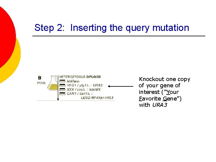 Step 2: Inserting the query mutation Knockout one copy of your gene of interest