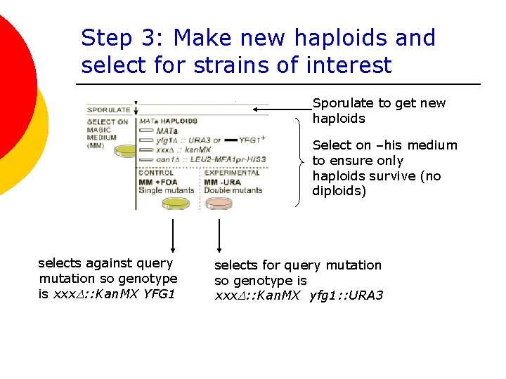 Step 3: Make new haploids and select for strains of interest Sporulate to get