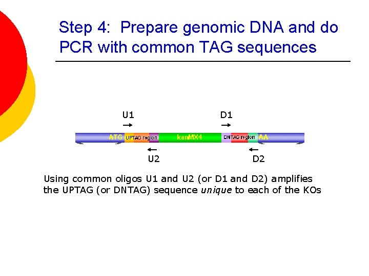Step 4: Prepare genomic DNA and do PCR with common TAG sequences U 1