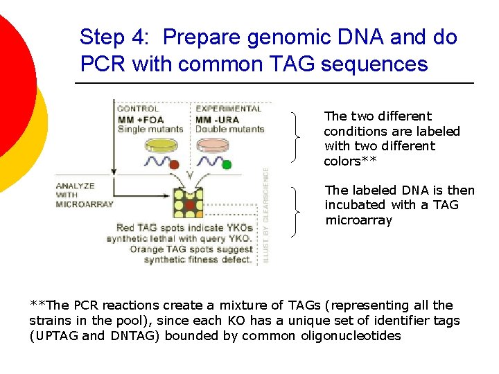 Step 4: Prepare genomic DNA and do PCR with common TAG sequences The two