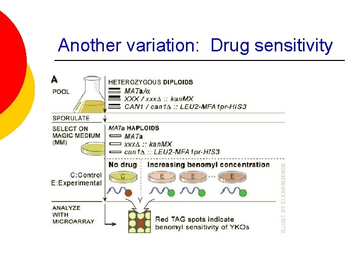 Another variation: Drug sensitivity 