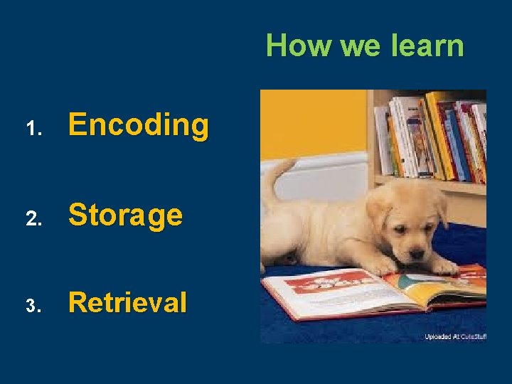 How we learn 1. Encoding 2. Storage 3. Retrieval 