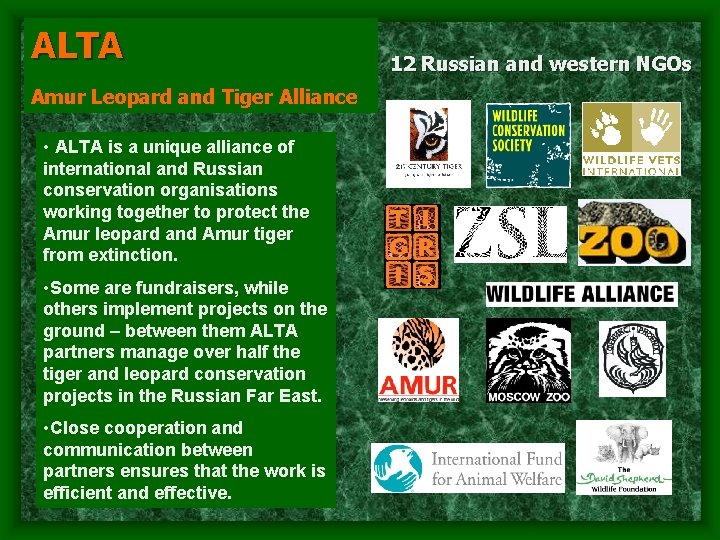 ALTA Amur Leopard and Tiger Alliance • ALTA is a unique alliance of international