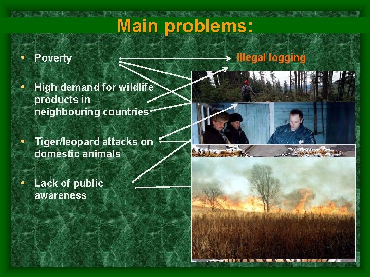 Main problems: • Poverty • High demand for wildlife products in neighbouring countries •