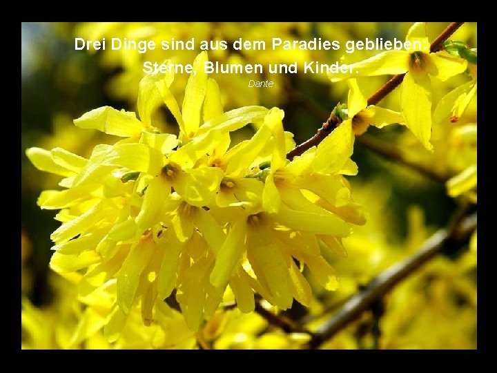 Drei Dinge sind aus dem Paradies geblieben: Sterne, Blumen und Kinder. Dante 