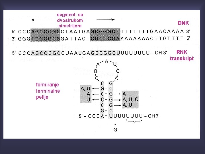 segment sa dvostrukom simetrijom DNK RNK transkript formiranje terminalne petlje 