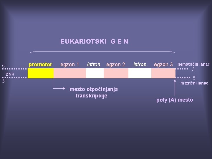 EUKARIOTSKI G E N 5’ promotor egzon 1 intron egzon 2 DNK intron egzon