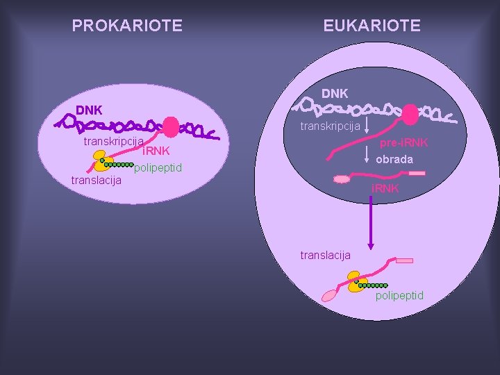 PROKARIOTE EUKARIOTE DNK transkripcija i. RNK polipeptid translacija pre-i. RNK obrada i. RNK translacija