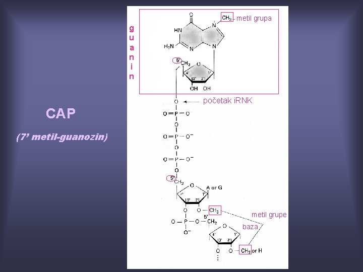 metil grupa g u a n i n početak i. RNK CAP (7’ metil-guanozin)