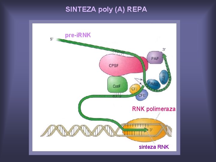 SINTEZA poly (A) REPA pre-i. RNK polimeraza sinteza RNK 