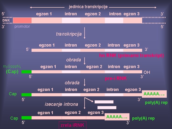 jedinica transkripcije 5’ egzon 1 intron egzon 2 intron egzon 3 3’ DNK 3’