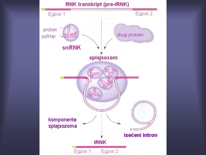 RNK transkript (pre-i. RNK) Egzon 2 Egzon 1 protein sn. RNK drugi proteini sn.