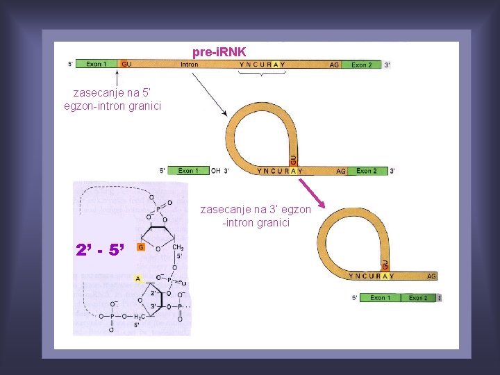 pre-i. RNK zasecanje na 5’ egzon-intron granici zasecanje na 3’ egzon -intron granici 2’