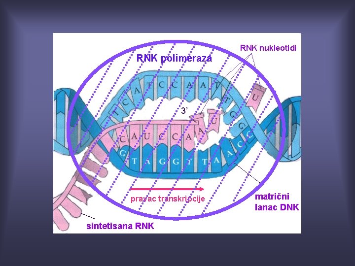 RNK nukleotidi RNK polimeraza 3’ pravac transkripcije sintetisana RNK matrični lanac DNK 