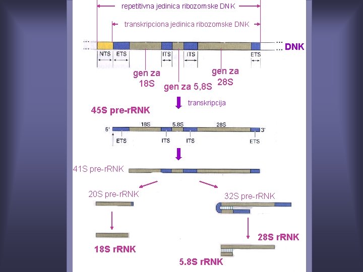 repetitivna jedinica ribozomske DNK transkripciona jedinica ribozomske DNK gen za 18 S gen za