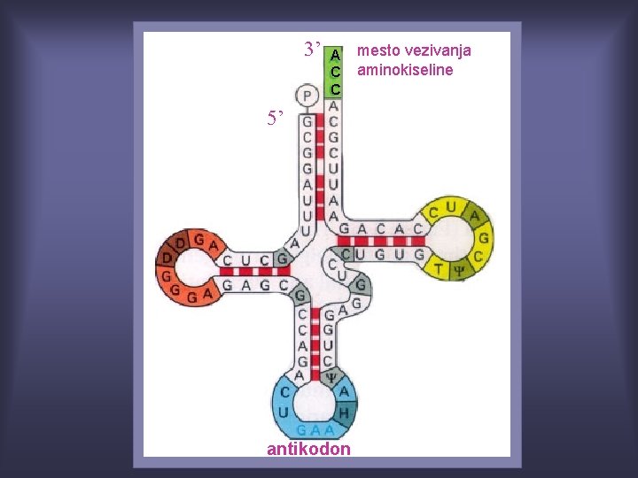 3’ A C C 5’ antikodon mesto vezivanja aminokiseline 