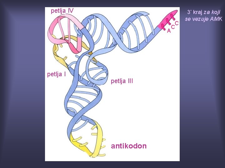 petlja IV A petlja III antikodon C C 3’ kraj za koji se vezuje