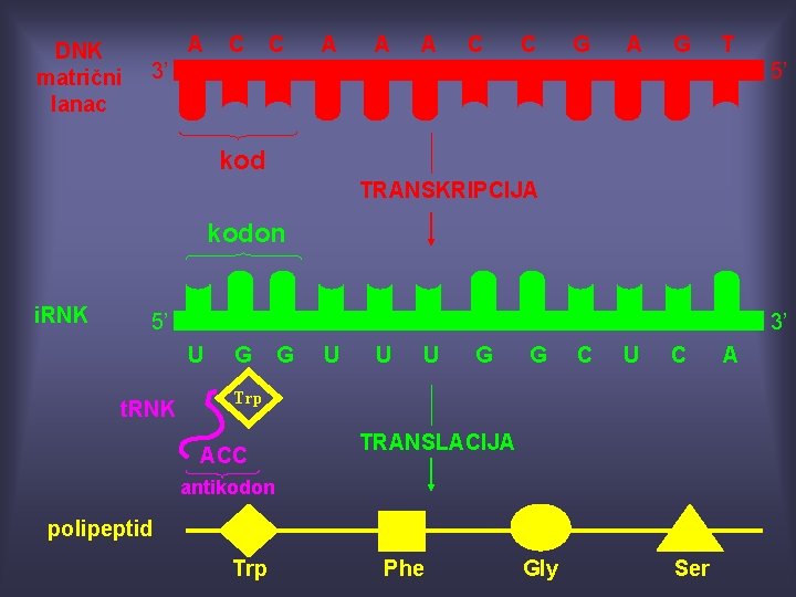 DNK matrični lanac A C C A A A C C G A G