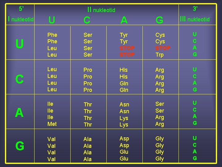 5’ 3’ II nukleotid U C A G U Phe Leu Ser Ser Tyr