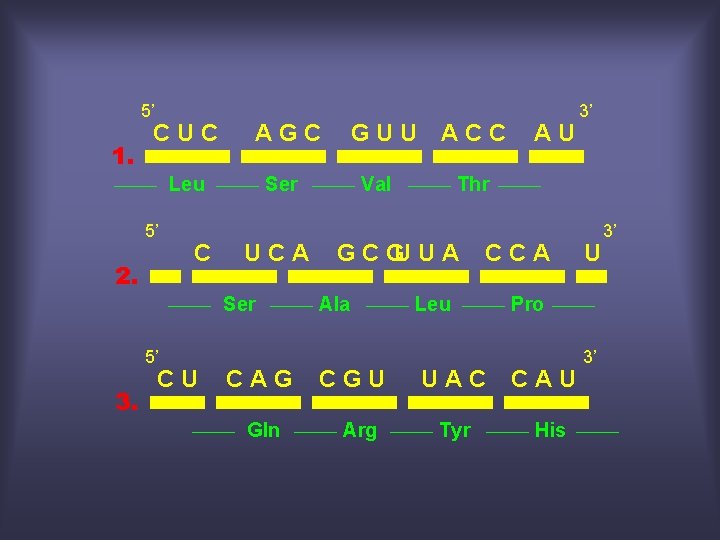 5’ 1. CUC AGC Leu 5’ 2. C Ser UCA Ser 5’ 3. CU