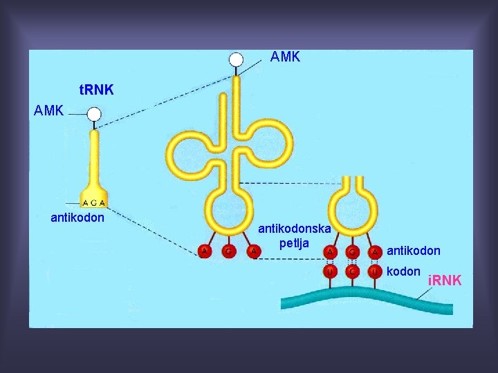 AMK t. RNK AMK antikodonska petlja antikodon i. RNK 