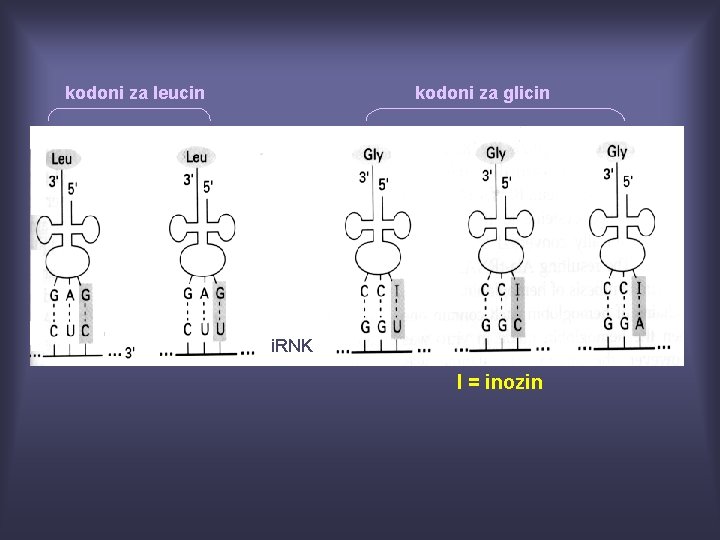 kodoni za leucin kodoni za glicin i. RNK I = inozin 