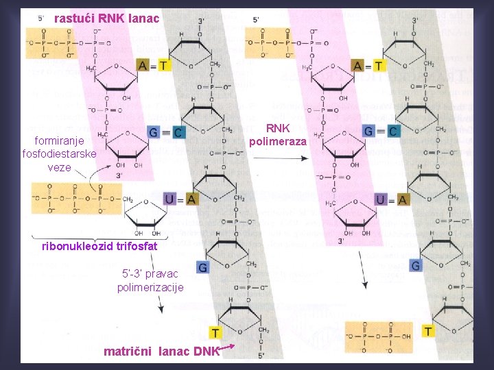 rastući RNK lanac RNK polimeraza formiranje fosfodiestarske veze ribonukleozid trifosfat 5’-3’ pravac polimerizacije matrični