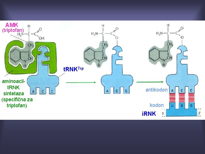 AMK (triptofan) t. RNKTrp aminoacilt. RNK sintetaza (specifična za triptofan) antikodon i. RNK 