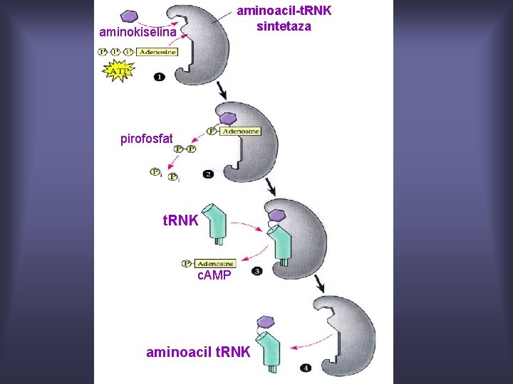 aminoacil-t. RNK sintetaza aminokiselina pirofosfat t. RNK c. AMP aminoacil t. RNK 
