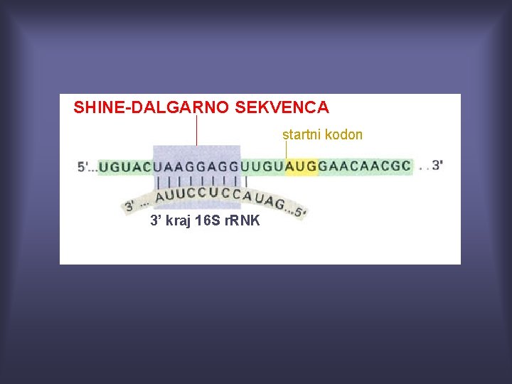 SHINE-DALGARNO SEKVENCA startni kodon 3’ kraj 16 S r. RNK 