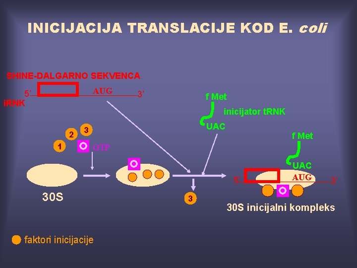 INICIJA TRANSLACIJE KOD E. coli SHINE-DALGARNO SEKVENCA AUG 5’ i. RNK 3’ f Met