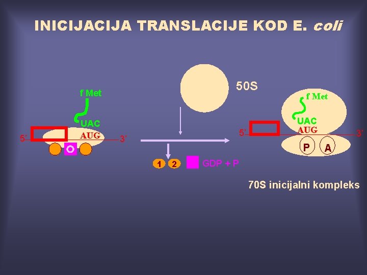 INICIJA TRANSLACIJE KOD E. coli 50 S f Met 5’ UAC AUG 5’ 3’