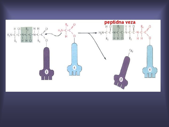 peptidna veza 